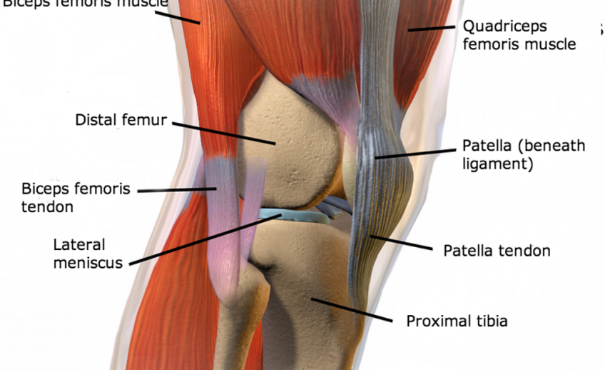 knee-anatomy-creative-commons-illustration